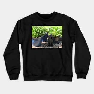 Hare today Crewneck Sweatshirt